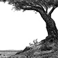 Watership Down